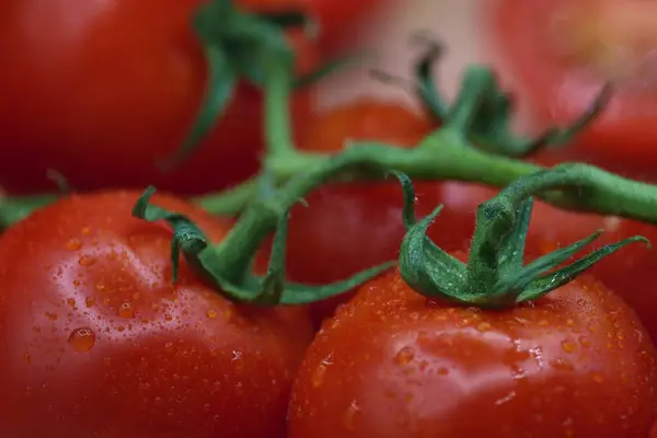 Close Tomates Frescos — Fotografia de Stock