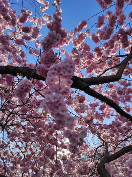 照片上是一棵盛开的樱花树 背景是粉红的花朵和蓝天 — 图库照片