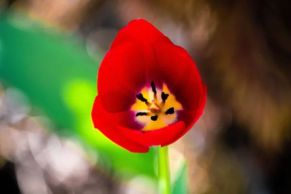 Gros Plan Une Tulipe Rouge Vif Fleurs — Photo