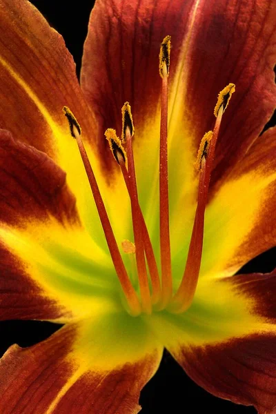 Vertical Shot Red Yellow Day Lily — Stock Photo, Image