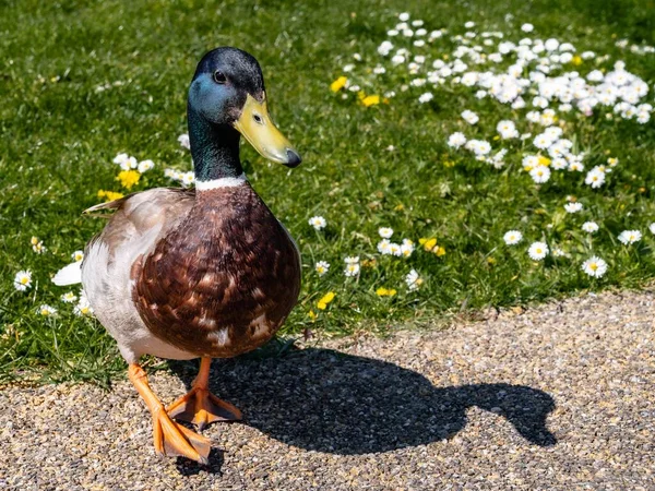 Pato Mallard Parado Hierba —  Fotos de Stock