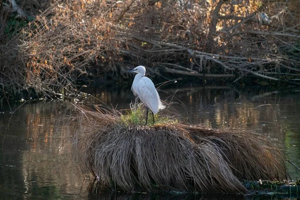 Little Egret Egretta Garzetta Liten Vit Häger Med Svart Näbb — Stockfoto