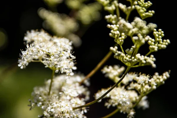 Zbliżenie Strzał Dzikich Białych Kwiatów Zamazanym Tle — Zdjęcie stockowe