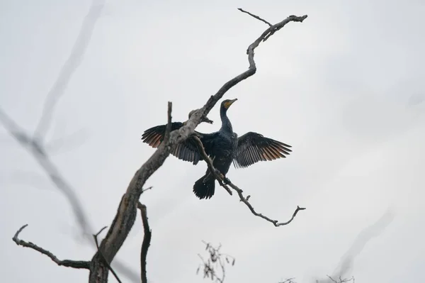 Een Close Opname Van Een Aalscholver Vogel Neergestreken Een Tak — Stockfoto