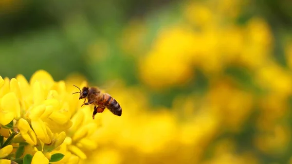Bir Tarlada Sarı Bir Çiçekte Bal Arısının Yakın Çekimi — Stok fotoğraf