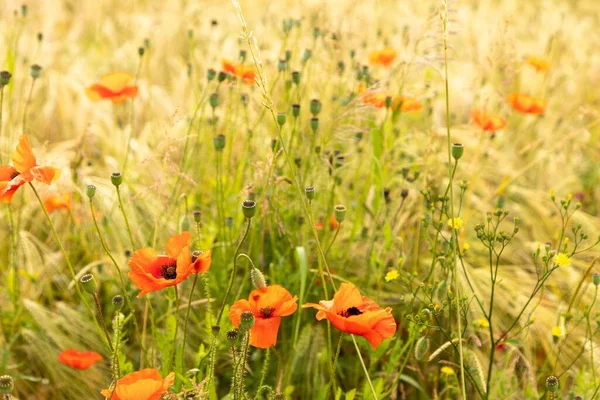 Een Prachtig Shot Van Een Rode Papaver Bloem Veld Met — Stockfoto