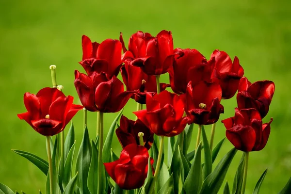 Closeup Shot Blooming Bright Red Tulips Field — Stock Photo, Image