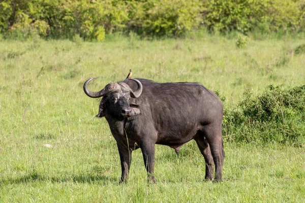 Búfalo Africano Negro Syncerus Caffer Pasto — Foto de Stock