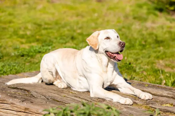 Labrador Leżący Drewnie Zielonym Tłem Trawy — Zdjęcie stockowe