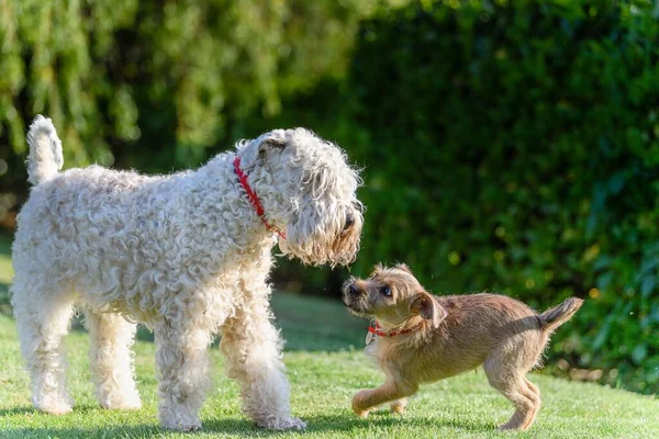 The adorable Soft-coated Wheaten Terrier and Border Terrier with red collars playing in the park