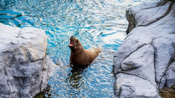 Adorable Steller Sea Lion Swimming Water Rocks Open Mouth — Stock Photo, Image