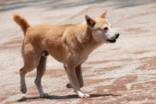 Gros Plan Chien Dingo Mignon — Photo