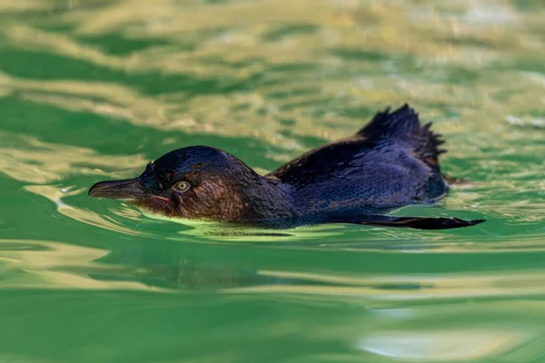 緑の水の中を泳ぐ可愛い小さな青いペンギン — ストック写真