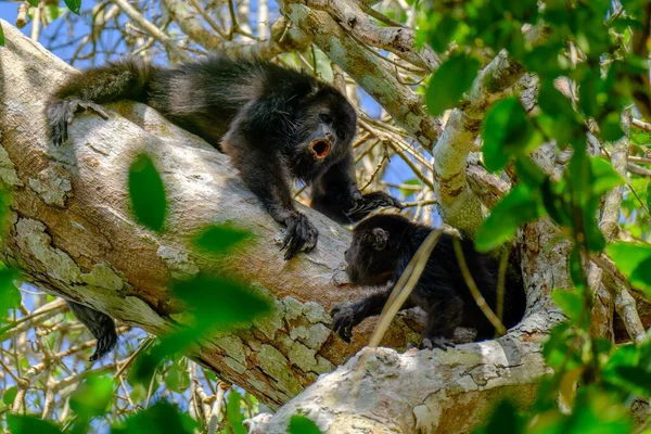 ツリー上の黒いハウラー猿 — ストック写真