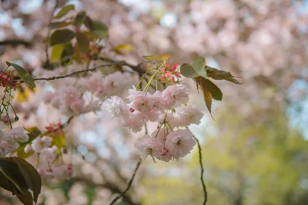 Uma Flor Cereja Sakura Primavera — Fotografia de Stock