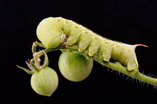 黒い背景に隔離された熟した果実を持つトマト植物上のトマトの角虫の毛虫のマクロショット — ストック写真