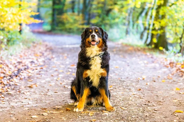 Sweet Bernese Mountain Dog Sitting Park Autumn — Stock Photo, Image