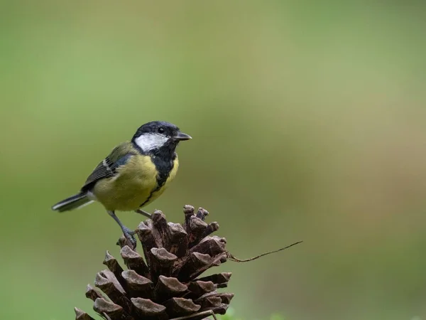 Closeup Cute Great Tit Perched Pine Cone Isolated Green Blurred — стоковое фото