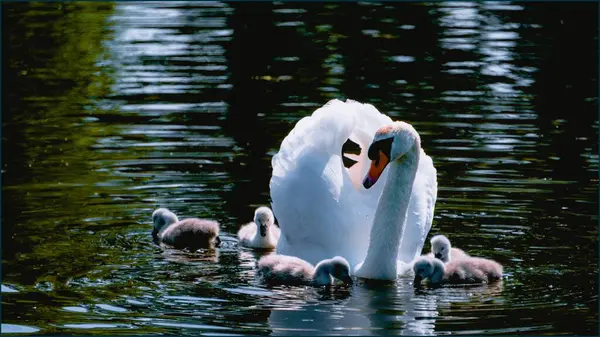 Una Madre Cisne Con Moñuelos Lago — Foto de Stock