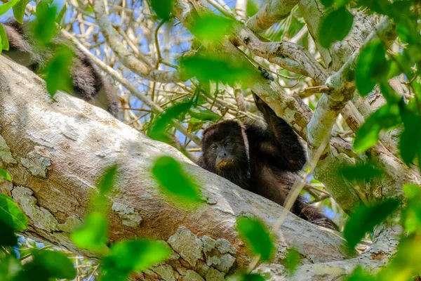 Μαύρες Μαϊμούδες Howler Στο Δέντρο — Φωτογραφία Αρχείου