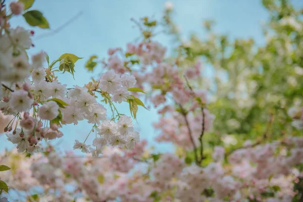 Una Flor Cheerry Sakura Primavera —  Fotos de Stock