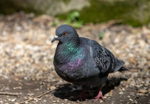 Nahaufnahme Einer Grauen Taube Auf Einem Fußboden — Stockfoto