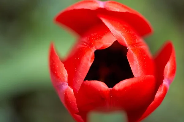 Primo Piano Fiore Rosso Che Sboccia Sfondo Sfocato — Foto Stock