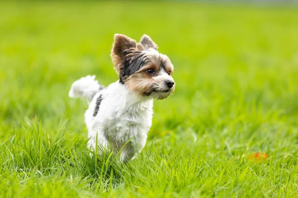 Perro Yorkshire Terrier Corriendo Por Pastizales Mirando Costado —  Fotos de Stock