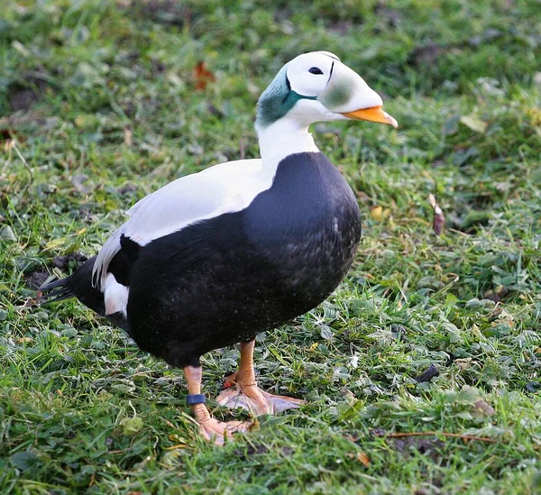 Primo Piano Anatra Anziana Dagli Occhiali Campo — Foto Stock