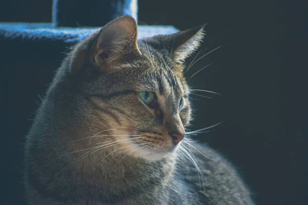 Eine Nahaufnahme Einer Niedlichen Gestromten Katze Die Auf Etwas Starrt — Stockfoto