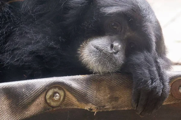 Closeup Shot Adorable Gorilla Resting Bench — Stock Photo, Image