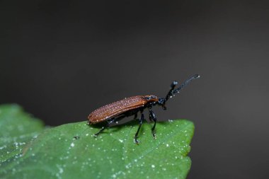 Bir klik böceğinin makrosu (Athous heemoroidalis)