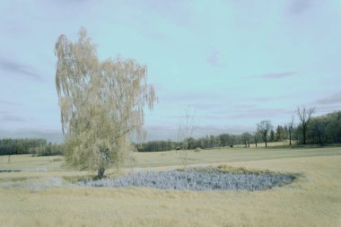 Bulutlu gökyüzünün altında yeşil ağaçlarla çevrili bir tarlada beyaz bir huş ağacı.
