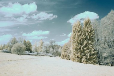Bulutlu gökyüzünün altında, kış ağaçlarının güzel manzarası.