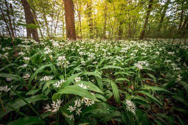 Yeşil ağaçlı bir ormanda güzel bir bitki manzarası.