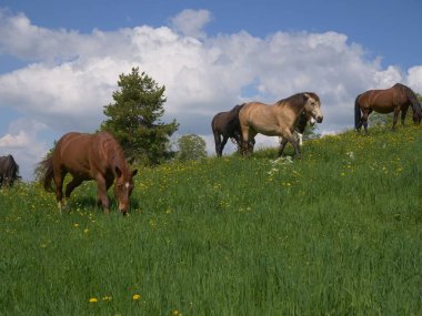 Arka planda ufuk çizgisi olan bir tarlada ot yiyen bir grup at.