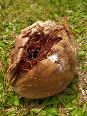 Eski kahverengi hindistan cevizi yerde bulundu ve yaz boyunca sincap tarafından yenildi.