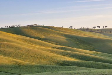 Güzel bir ağaç manzarası bulutlu gökyüzünün altındaki yeşil bir tepenin üzerinde.