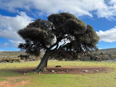 Yunanistan 'ın Skyros Adası' ndaki bir tarlada büyüyen büyük eğimli bir ağaç