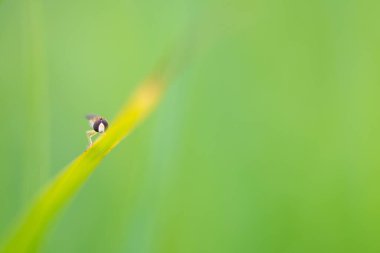 Bulanık arkaplanda tek bir çimen yaprağı üzerinde küçük bir böceğin yakın plan çekimi.