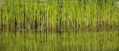 Gölün kenarında büyüyen bir grup yeşil saz