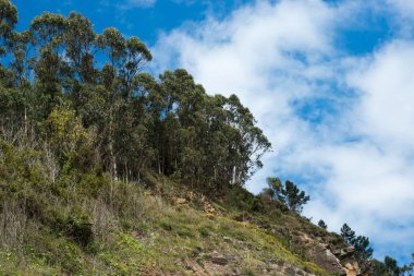 Güneşli bir günde mavi bulutlu gökyüzüne karşı Asturian kıyısındaki bir tepede yeşil ağaçlar.