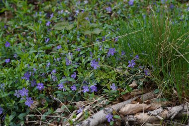 Güneşli bir günde bahçede büyüyen mor çiçeklerin yakın çekimi.