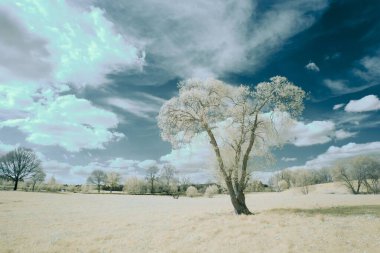 Bulutlu gökyüzünün altında, kış ağaçlarının güzel manzarası.