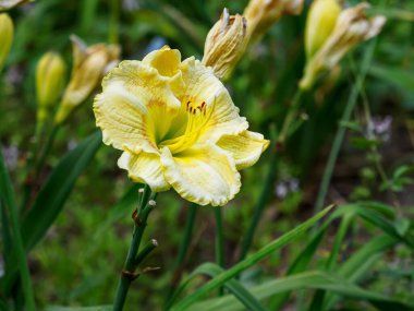 Bulanık arkaplanda çiçek açan sarı bir çiçek