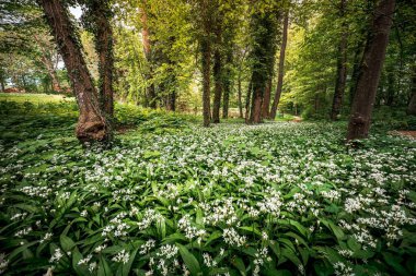 Yeşil ağaçlı bir ormanda güzel bir bitki manzarası.