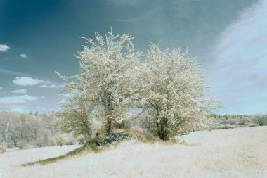 Ormandaki beyaz ağaçların güzel manzarası