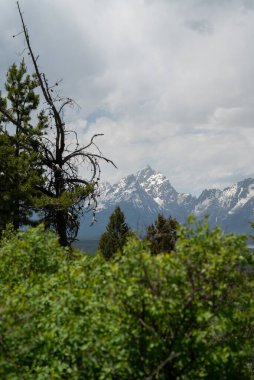 Ağaçların arasından Grand Tetons 'un dikey görüntüsü.