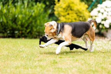 Bahçede oynayan bir av köpeği.