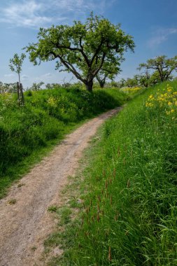 Çimenlerin ve ağaçların arasındaki dar bir yolun dikey görüntüsü.